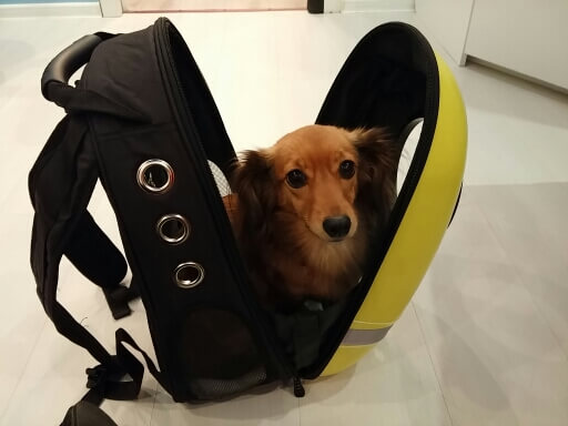 Надежная молния рюкзака Space Pets